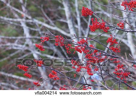 Red berries View Large Photo Image Picture - Red berries. Fotosearch