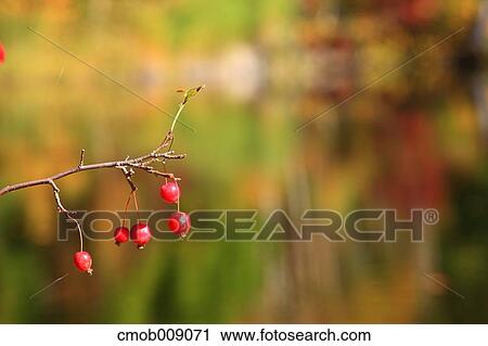 Red berries View Large Photo Image Stock Image - Red berries. Fotosearch