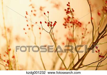Red Berries View Large Photo Image Stock Image - Red Berries. Fotosearch