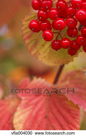 Red berries View Large Photo Image Stock Image - Red berries. Fotosearch