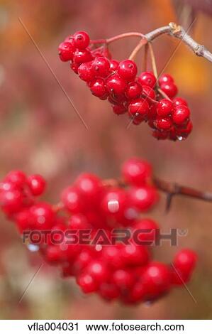 Stock Image - Red berries. Fotosearch