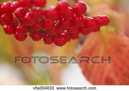 Red berries View Large Photo Image Stock Image - Red berries. Fotosearch