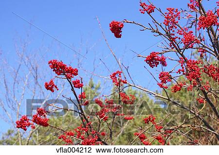 Stock Image - Red berries. Fotosearch