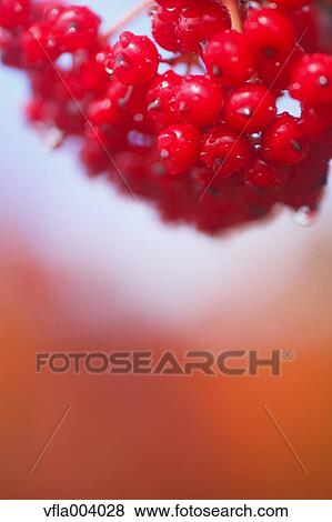 Red berries View Large Photo Image Stock Photo - Red berries. Fotosearch