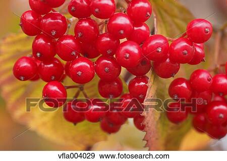 Red berries View Large Photo Image Stock Photo - Red berries. Fotosearch