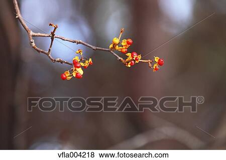 Red berries View Large Photo Image Stock Photo - Red berries. Fotosearch