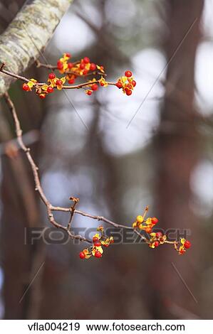 Red berries View Large Photo Image Stock Photo - Red berries. Fotosearch
