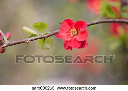 Stock Image - Red flower. Fotosearch