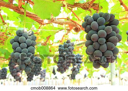 Red grapes View Large Photo Image Picture - Red grapes. Fotosearch
