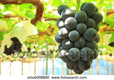 Stock Image - Red grapes. Fotosearch