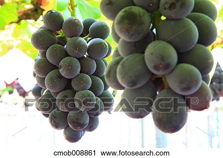 Red grapes View Large Photo Image Stock Image - Red grapes. Fotosearch