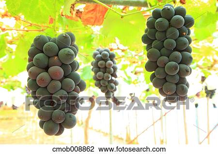 Red grapes View Large Photo Image Stock Image - Red grapes. Fotosearch