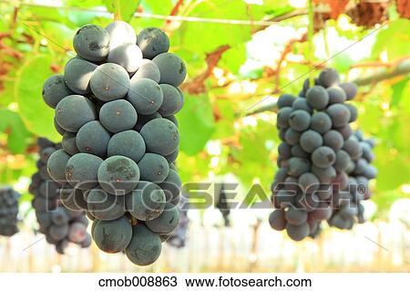 Red grapes View Large Photo Image Stock Image - Red grapes. Fotosearch