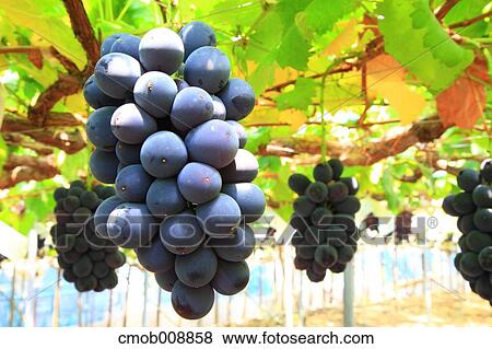 Red grapes View Large Photo Image Stock Photo - Red grapes. Fotosearch