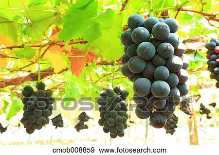 Red grapes View Large Photo Image Stock Photo - Red grapes. Fotosearch