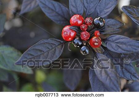 Stock Image - Red Pepper. Fotosearch