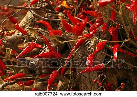 Picture - Red Peppers. Fotosearch