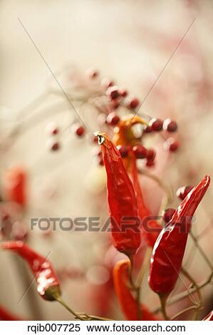 Red Peppers View Large Photo Image Stock Photography - Red Peppers. Fotosearch