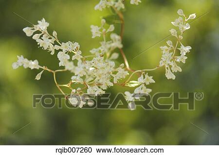 Stock Image - Resurrection Lily. Fotosearch