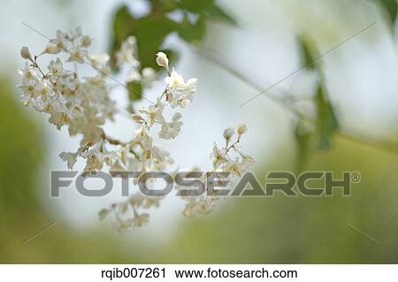 Stock Image - Resurrection Lily. Fotosearch