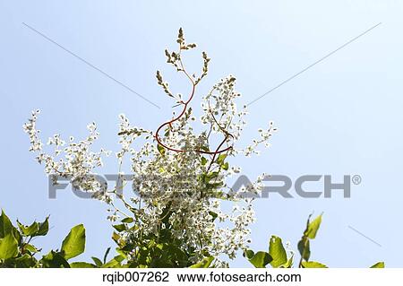 Stock Image - Resurrection Lily. Fotosearch