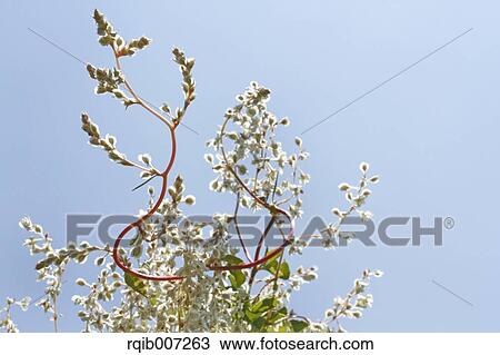 Stock Image - Resurrection Lily. Fotosearch