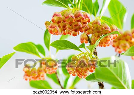 Picture - Rhododendron. Fotosearch