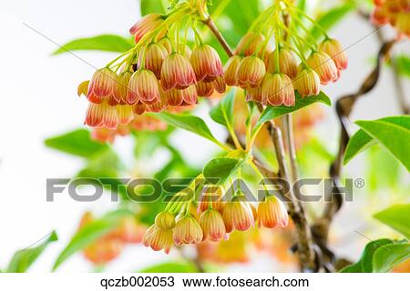 Rhododendron View Large Photo Image Stock Image - Rhododendron. Fotosearch