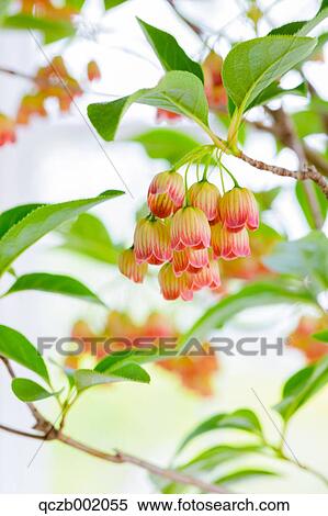 Rhododendron View Large Photo Image Stock Photography - Rhododendron. Fotosearch