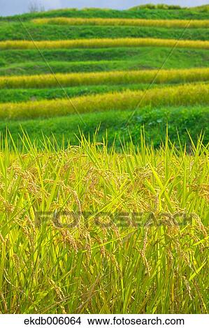 Rice ears View Large Photo Image Picture - Rice ears. Fotosearch