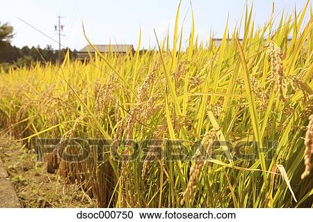 Stock Image - Rice ears. Fotosearch