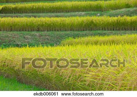 Rice ears View Large Photo Image Stock Image - Rice ears. Fotosearch