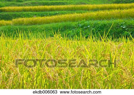 Rice ears View Large Photo Image Stock Image - Rice ears. Fotosearch