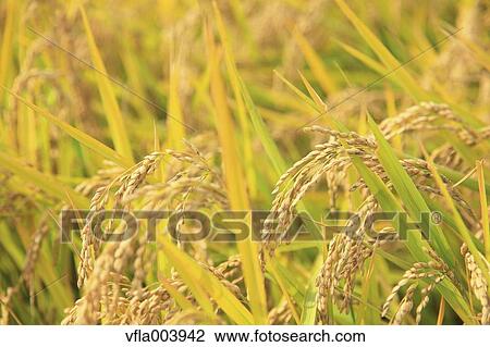 Rice ears View Large Photo Image Stock Image - Rice ears. Fotosearch