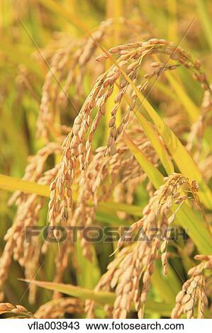 Rice ears View Large Photo Image Stock Image - Rice ears. Fotosearch