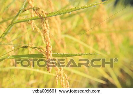 Rice Ears View Large Photo Image Stock Image - Rice Ears. Fotosearch