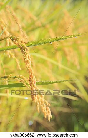 Rice Ears View Large Photo Image Stock Image - Rice Ears. Fotosearch