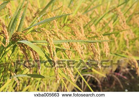 Stock Image - Rice Ears. Fotosearch