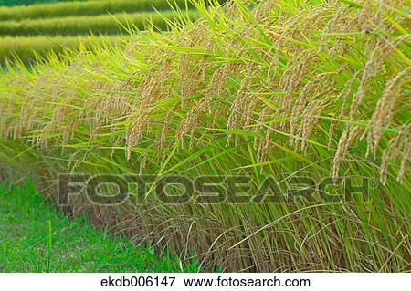 Rice ears View Large Photo Image Stock Photo - Rice ears. Fotosearch