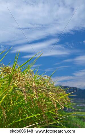 Rice ears View Large Photo Image Stock Photo - Rice ears. Fotosearch