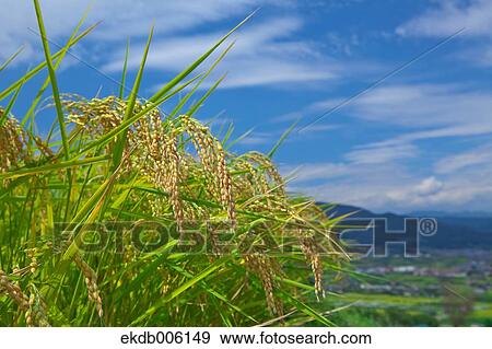 Rice ears View Large Photo Image Stock Photo - Rice ears. Fotosearch