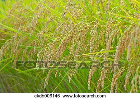 Rice ears View Large Photo Image Stock Photograph - Rice ears. Fotosearch