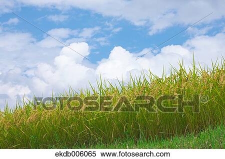 Stock Photography - Rice ears. Fotosearch