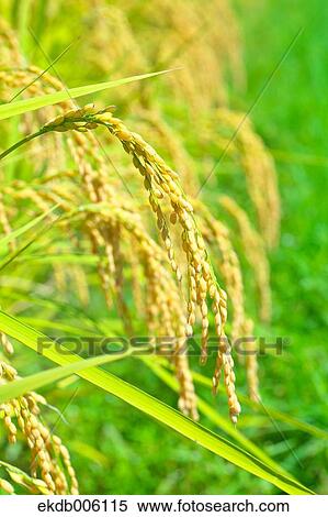 Rice ears View Large Photo Image Stock Photography - Rice ears. Fotosearch