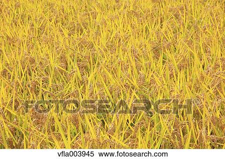 Rice ears View Large Photo Image Stock Photography - Rice ears. Fotosearch