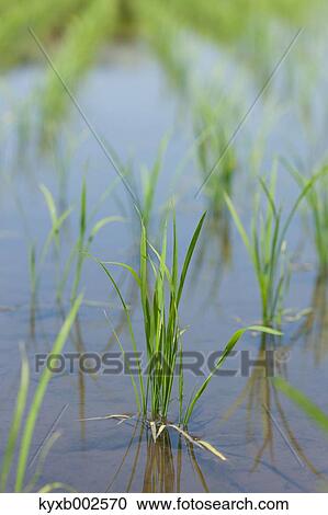 Rice Field View Large Photo Image Stock Image - Rice Field. Fotosearch