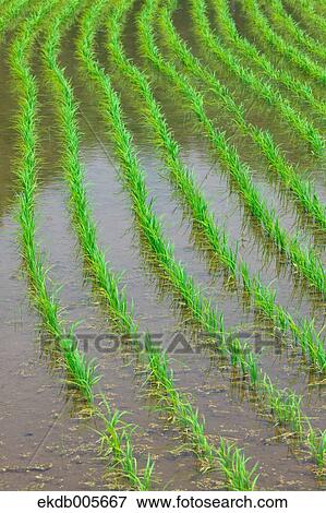 Rice Field View Large Photo Image Stock Photo - Rice Field. Fotosearch