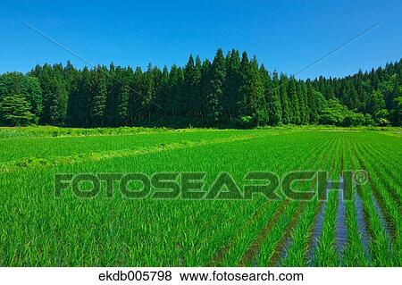 Rice Field View Large Photo Image Stock Photo - Rice Field. Fotosearch