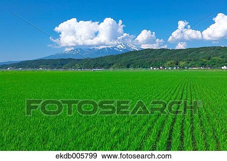 Rice Field View Large Photo Image Stock Photo - Rice Field. Fotosearch
