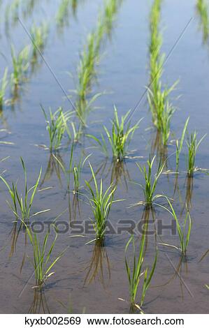 Rice Field View Large Photo Image Stock Photo - Rice Field. Fotosearch